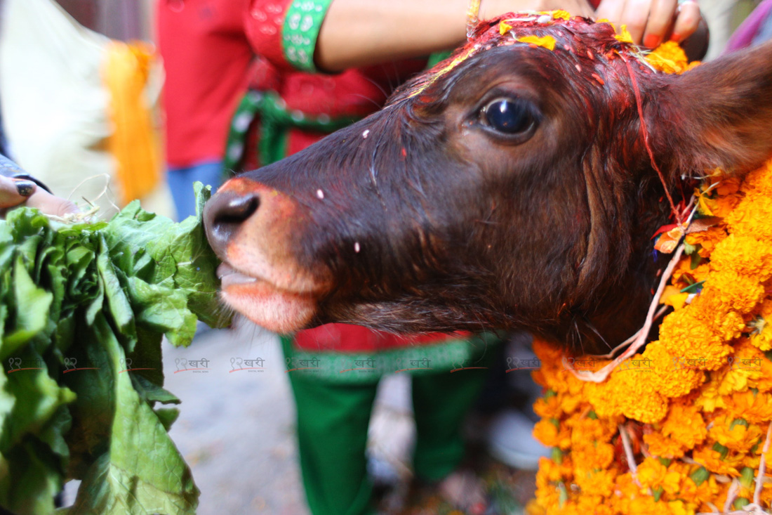 गाई तिहार यसरी मनाइयो (फोटोफिचर) 